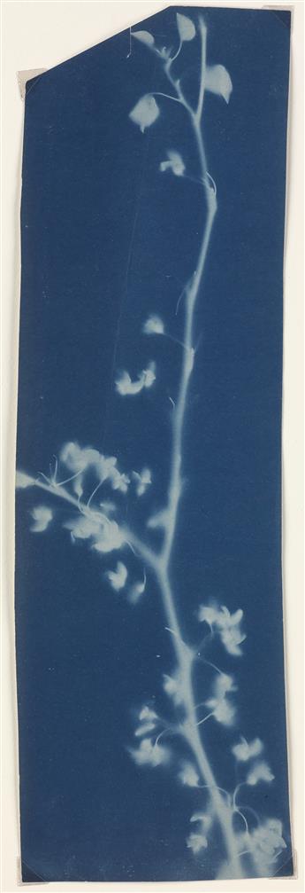 BERTHA JAQUES (1863-1941) Group of 9 rich photograms of botanical specimens.
